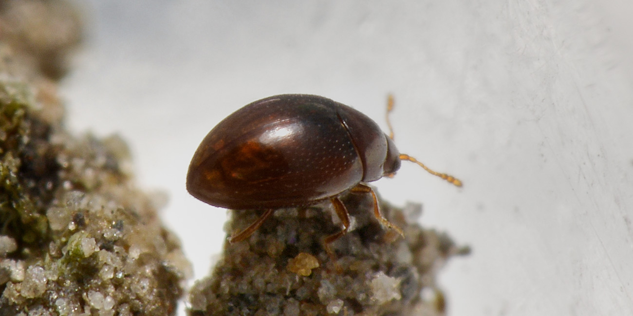 Cryptophagidae: Ephistemus globulus?